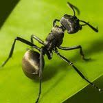 ant-control-algarve