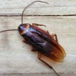 cockroaches-algarve-portugal